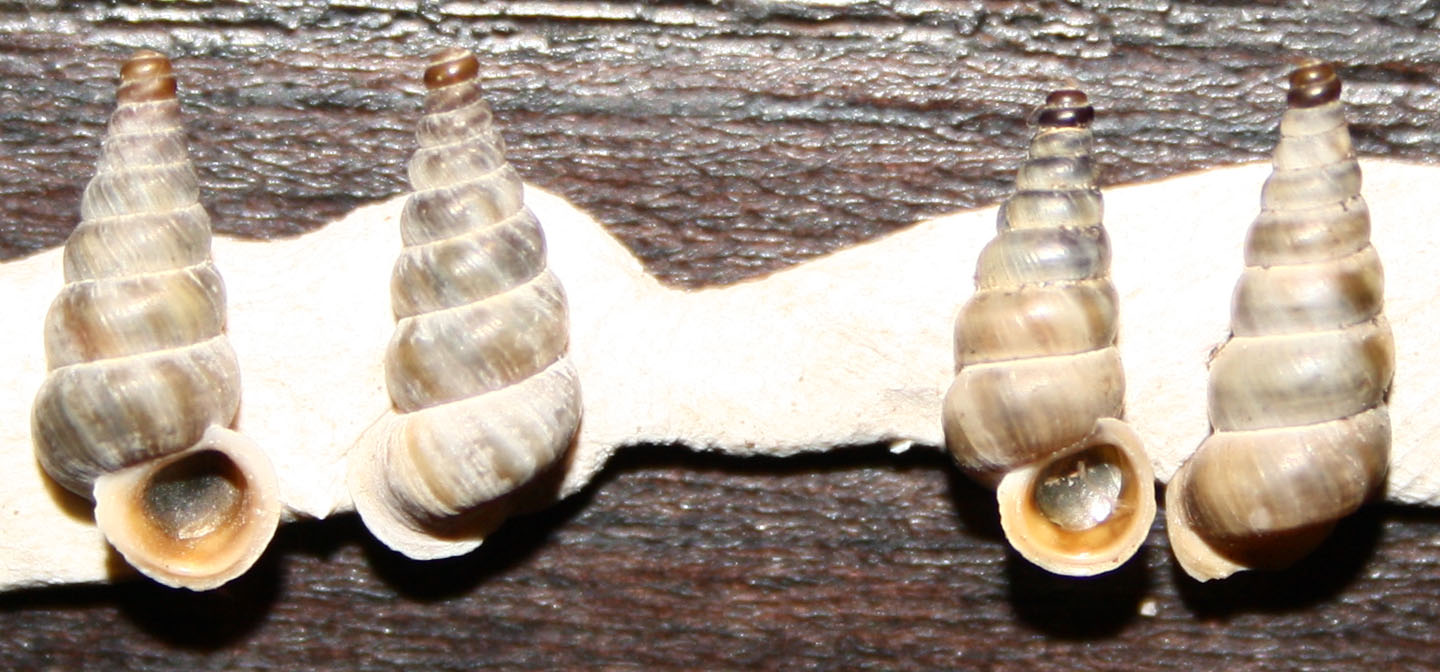 Cochlostoma da identificare da Cima Grappa